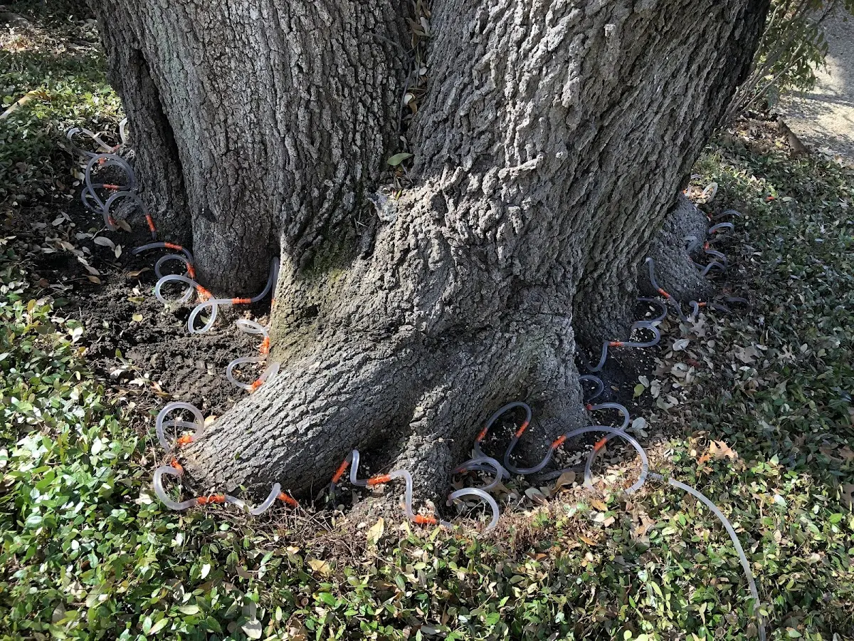 Detailed Tree Cabling and Bracing job site in Fort Ashby