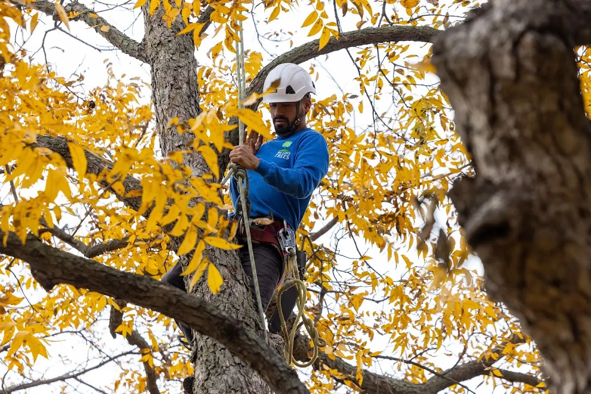 Skilled Tree Planing crew working in Fort Ashby